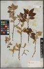 Foto von Salix caprea L.